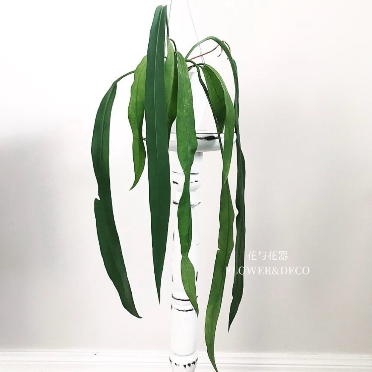 花与花器 维塔领带花烛 天南星科室内垂吊悬挂绿植观叶植物盆栽