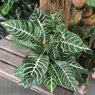 花与花器 单药花 银脉爵床 斑马花 白雪爵床室内耐阴桌面绿植盆栽