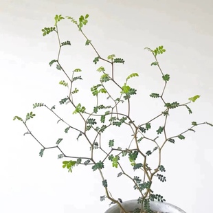 花与花器 CottageMrs新西兰小孩童话树盆栽绿植进口室内好养灌木