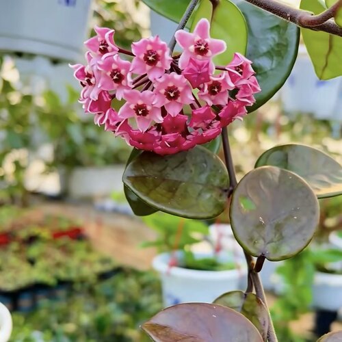 花与花器 紫水晶球兰 红花克林顿球兰 室内阳台垂吊稀有绿植盆栽