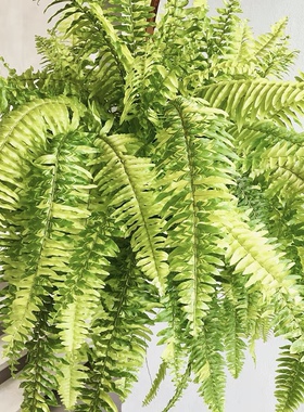 花与花器 虎蕨 斑叶肾蕨花叶波斯顿蕨类植物耐阴耐寒室内垂吊绿植
