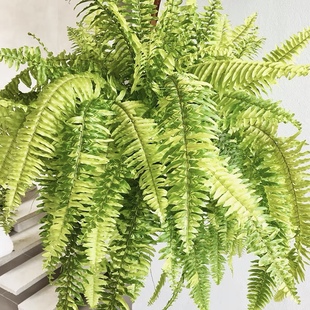 虎蕨 花與花器 斑葉腎蕨花葉波斯頓蕨類植物耐陰耐寒室內(nèi)垂吊綠植