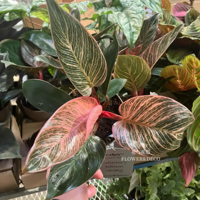 花与花器 粉铂金钻蔓绿绒 Philodendron birkin室内绿植盆栽 新品