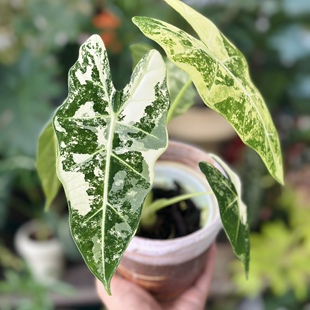 花与花器 绿天鹅绒锦海芋 花叶天鹅绒雪白公主热植室内绿植物盆栽