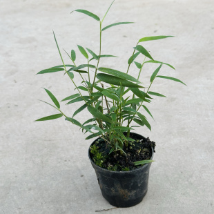 花与花器 国风意境 竹子盆栽 小玉山竹 内门竹 凤尾竹姬翠竹绿植