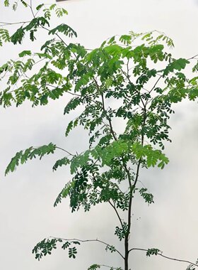 花与花器 巴西铁架木绿植 铁力木豆科植物客厅室内阳台绿植物盆栽