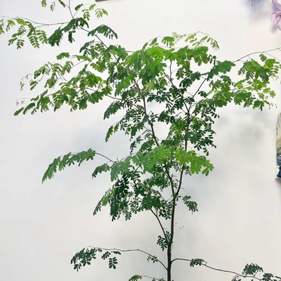 花与花器 巴西铁架木绿植 铁力木豆科植物客厅室内阳台绿植物盆栽