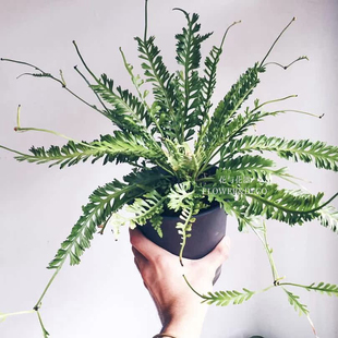 花与花器 龙尾铁角蕨 胎生子母蕨 蕨类植物 室内桌面阳台庭院绿植
