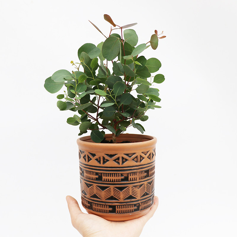 花与花器 尤加利蓝宝贝银水滴苹果桉盆栽地栽阳台室内ins网红植物