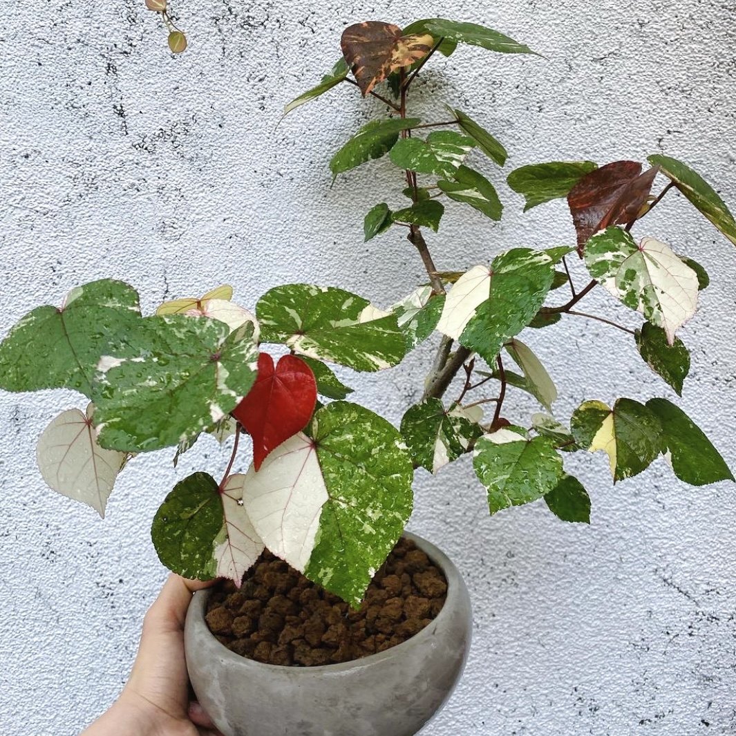 花与花器 花叶黄槿木植物 ins小众盆栽阳台庭院热带木本观叶绿植