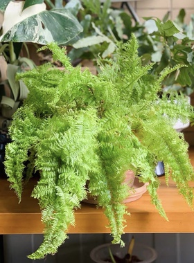 花与花器 蕾丝蕨 棉花糖蕨波斯顿蕨类植物室内耐阴观叶绿植物盆栽