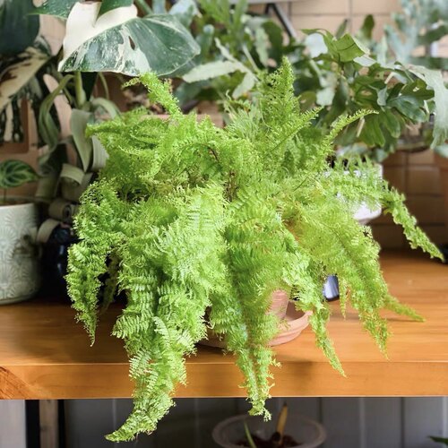 正品蕾丝蕨棉花糖蕨绿植盆栽好养