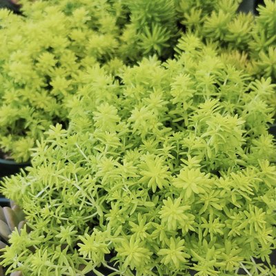 花与花器佛甲草盆栽花园庭院地栽金叶草坪多年生地被绿植物耐寒 花与花器简约生活 淘优券