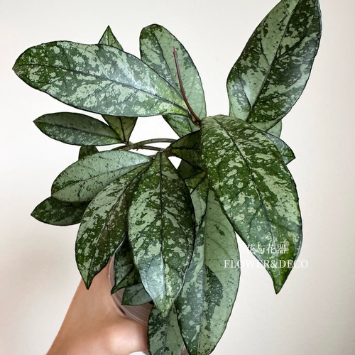 花与花器 亥奎球兰 斑叶粗柄球兰Hoya crassipetiolatasplash绿植