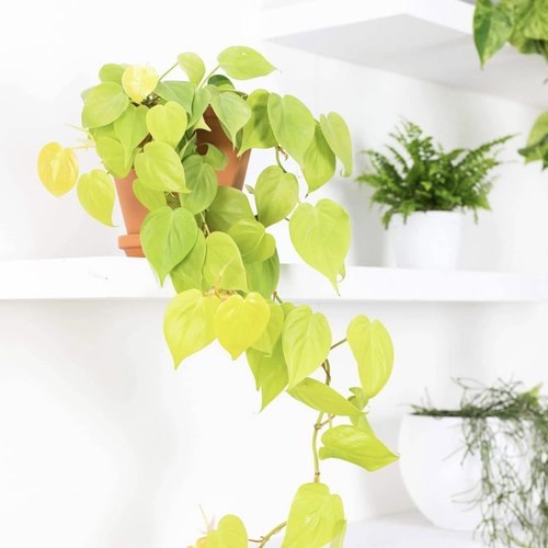 花与花器柠檬汁蔓绿绒长藤垂吊