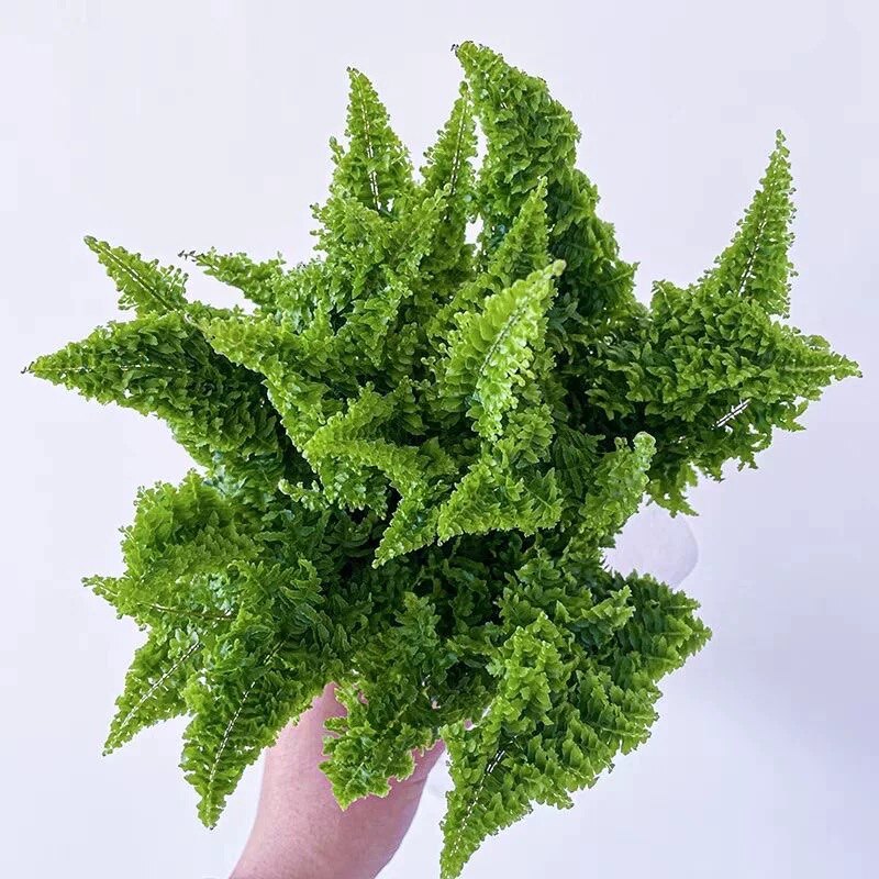 花与花器 棉花糖蕨 蕾丝蕨波斯顿蕨类植物室内耐阴垂吊绿植物盆栽