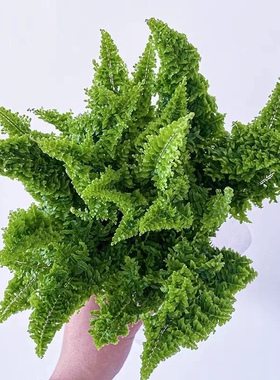 花与花器 棉花糖蕨 蕾丝蕨波斯顿蕨类植物室内耐阴垂吊绿植物盆栽