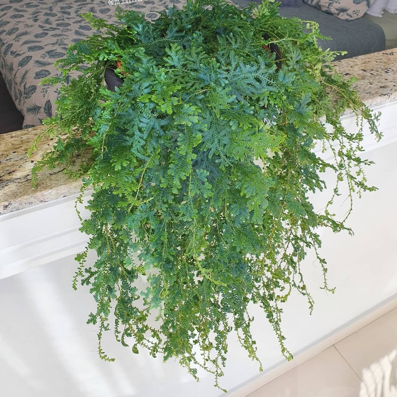 花与花器 大盆变色龙蕨盆栽 室内客厅卫生间雨林耐阴吊兰蕨类植物