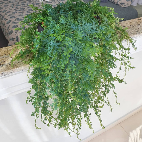 花与花器 变色龙蕨盆栽 翠云草 室内卫生间雨林耐阴吊兰蕨类植物