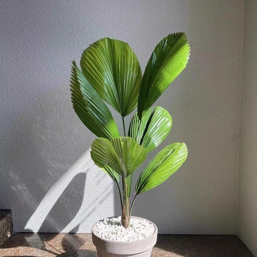 花与花器 圆叶轴榈 圆叶蒲葵室内外耐阴绿植盆栽花镜风雨林植物