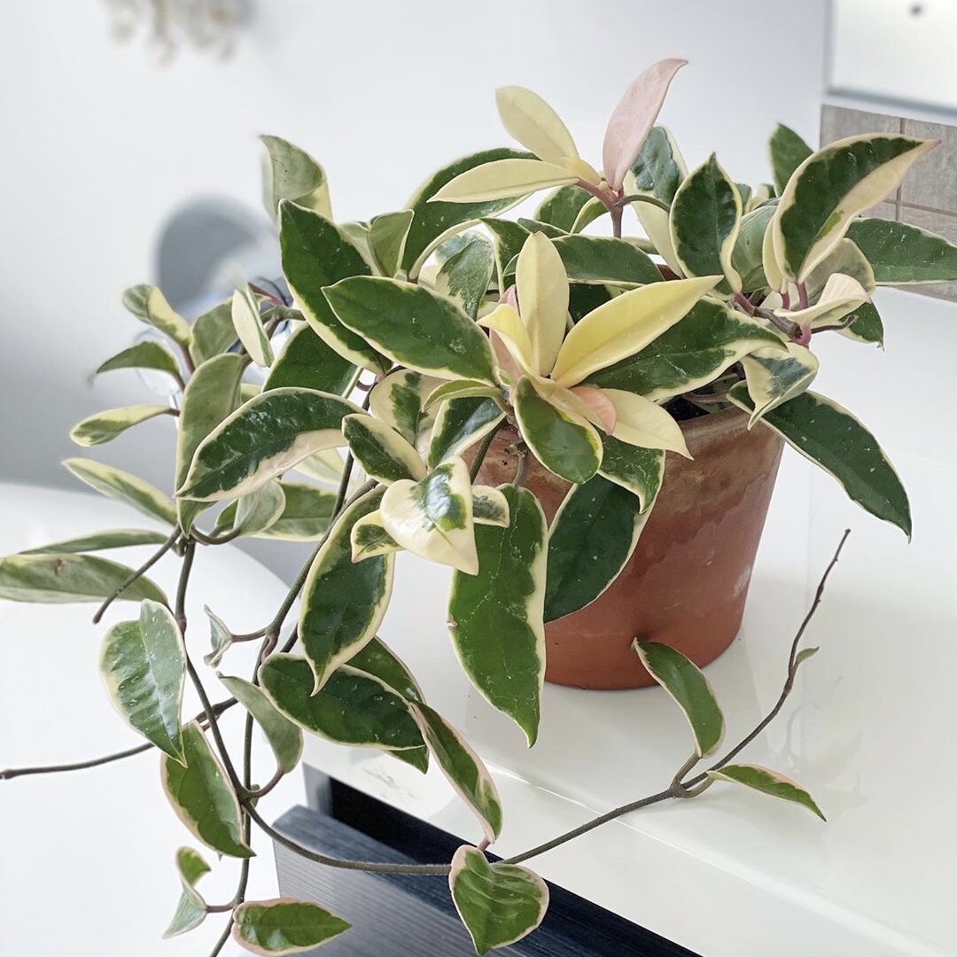 花与花器 花叶球兰锦 ins北欧风日系室内软装垂吊开花植物盆栽