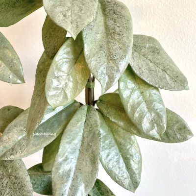 花与花器 雪花鬼球兰 Hoya CarnosaNovaGhost 室内垂吊绿植物盆栽