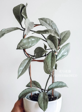 花与花器 银元球兰  Hoya wilbur graves silver室内垂吊绿植盆栽