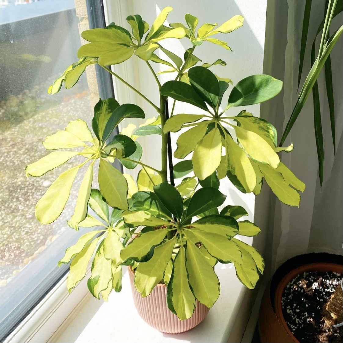 鸭脚木袋苗杯苗鹅掌财盆栽室内植物七叶莲八方来财绿植净化空气-阿里巴巴