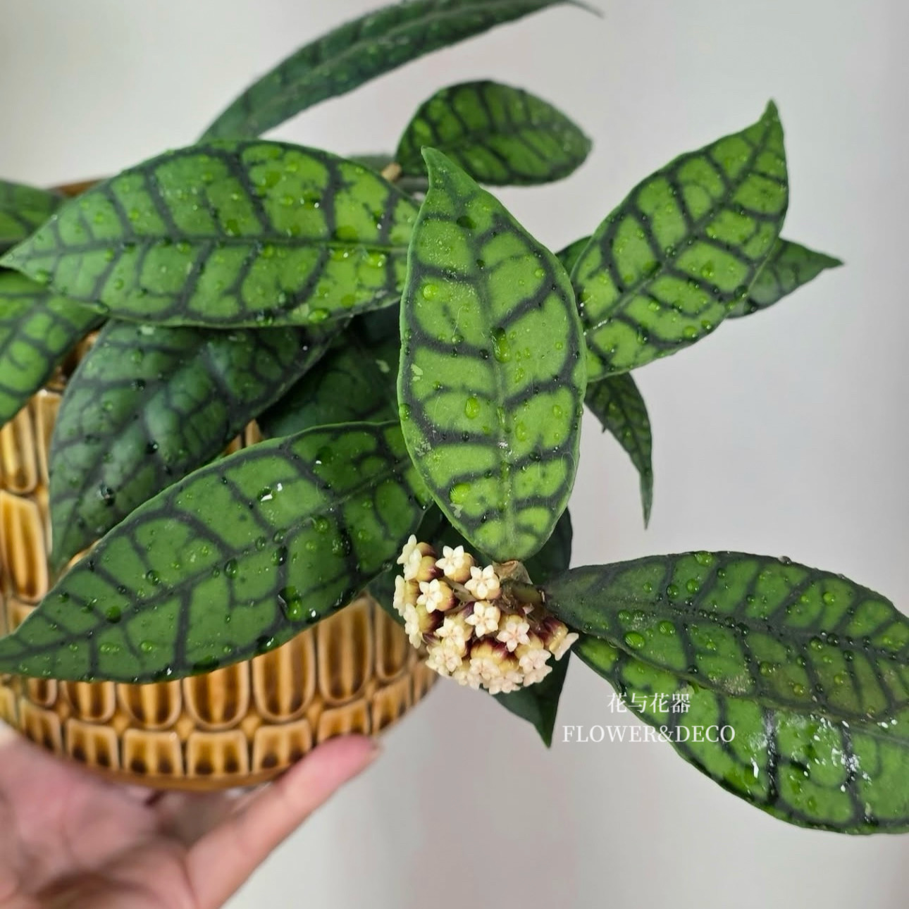 花与花器 淡味球兰Hoya callistophylla西瓜皮球兰四室内绿植花卉