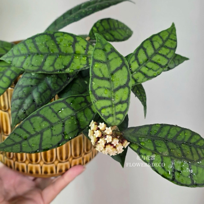 花与花器 淡味球兰Hoya callistophylla西瓜皮球兰四室内绿植花卉