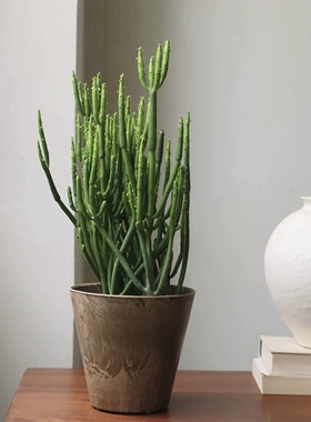 花与花器 珊瑚棒光棍树 室内阳台耐旱植物极简雕塑造型感沙漠氛围