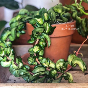 花与花器 卷叶内锦球兰Hoya compacta variegata卷叶球兰绿植盆栽