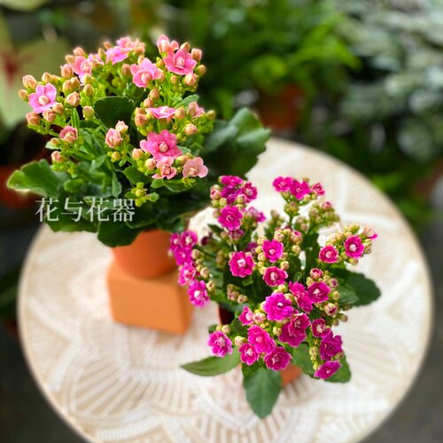 花与花器 长寿花 重瓣进口金狐狸巴黎大花品种室内花卉绿植盆栽