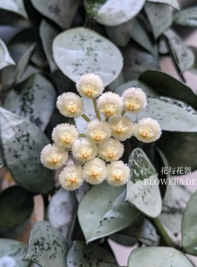 花与花器 爱斯基摩球兰 Hoya eskimo白裂瓣球兰 室内垂吊绿植盆栽