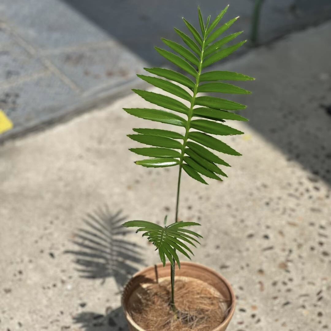 花与花器 巨型双子铁 鱼骨双子铁Dioonspinulosum墨西哥铁树块根