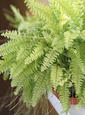 花与花器 金叶黄金波斯顿蕨 垂吊耐阴室内悬挂吊兰观叶绿植物盆栽