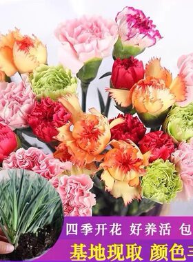 大花重瓣康乃馨花种苗四季可种庭院种植绿植花卉种苗康乃馨直发