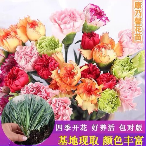 大花重瓣康乃馨花种苗四季可种庭院种植绿植花卉种苗康乃馨直发