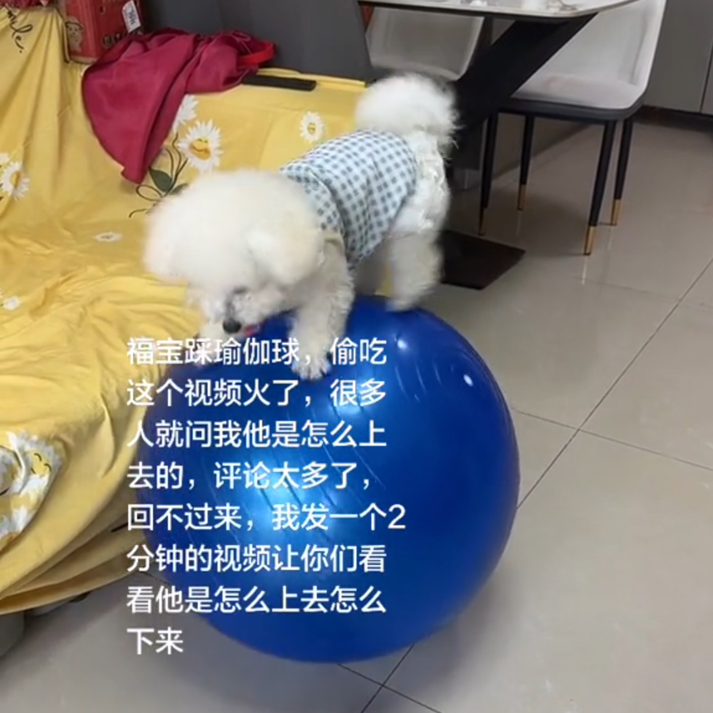 狗狗瑜伽球平衡训练自嗨玩具