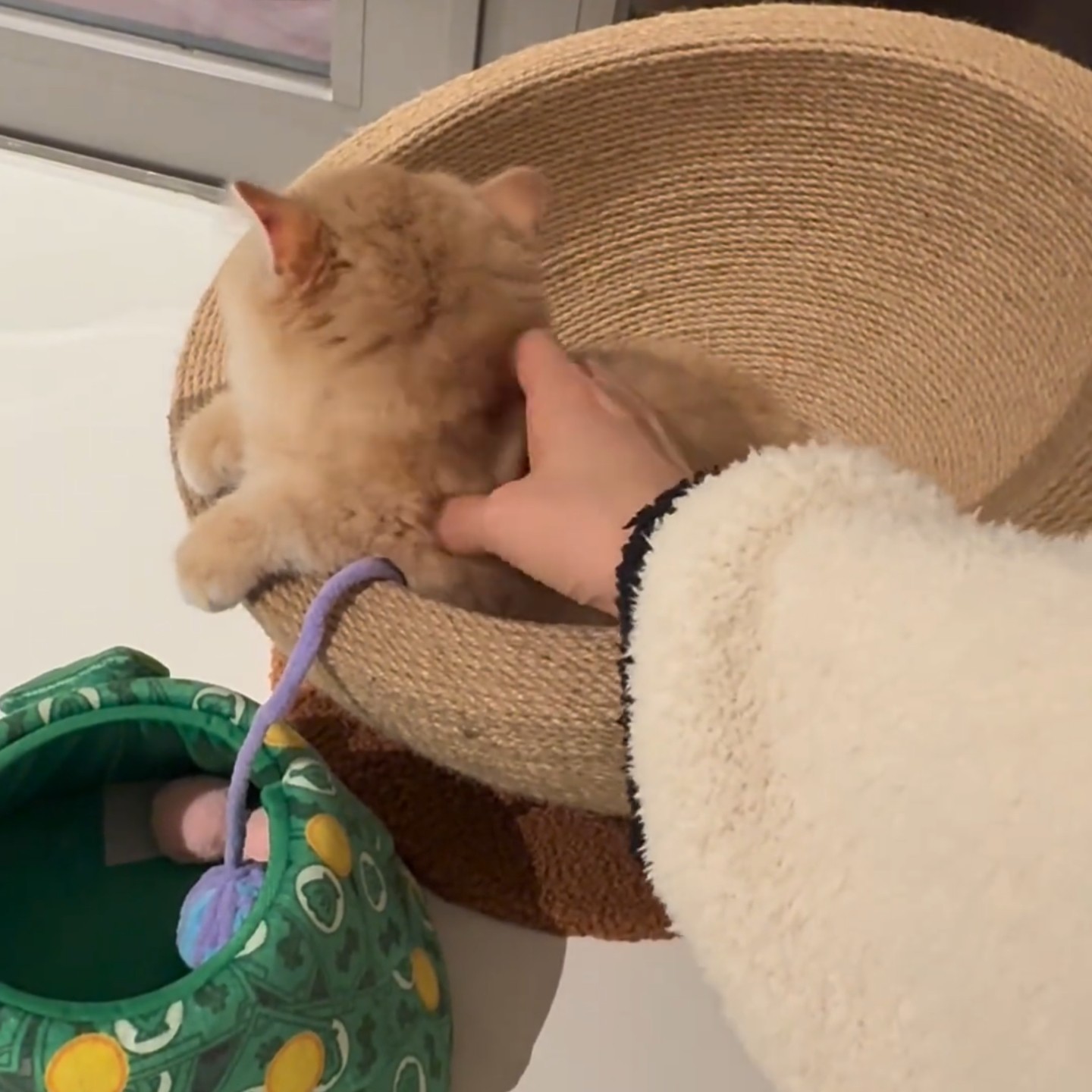 猫窝猫抓板特大不掉屑猫抓盆剑麻绳猫咪玩具防猫抓磨爪倾斜猫爬架,宠物/宠物食品及用品,猫窝/屋/帐篷/沙发,淘宝优惠券,粉丝福利购,淘宝优惠卷