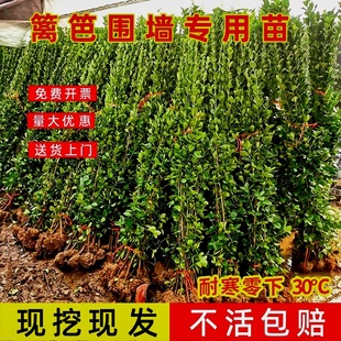 直立冬青苗法国冬青北海道黄杨大叶黄杨庭院围墙篱笆四季常青
