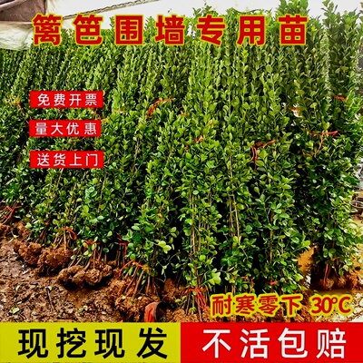 冬青树庭院丛生绿苗木篱笆苗围墙