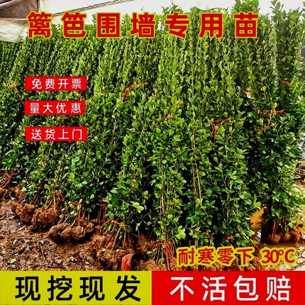 直立冬青苗法国冬青北海道黄杨大叶黄杨庭院围墙篱笆四季常青