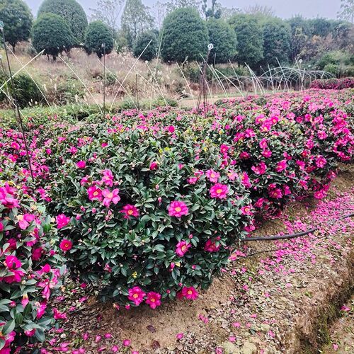 茶梅花苗树苗茶梅球茶花盆栽