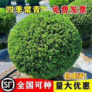 龟甲冬青球庭院别墅花境常绿植物小叶女贞完美冬青先令红花檵木球