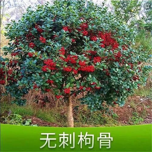 无刺枸骨球金玉满堂耐寒庭院绿化