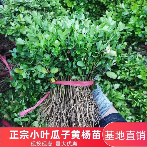 瓜子黄杨苗小叶黄杨树苗