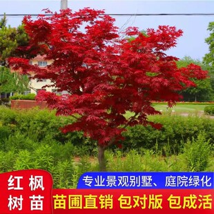 日本红枫树苗三季红小苗中国红枫大树红舞姬别墅庭院造景绿化苗木