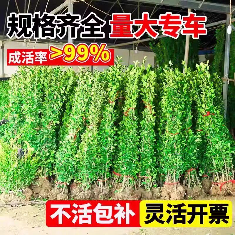 常绿大叶黄杨树苗绿篱庭院绿化