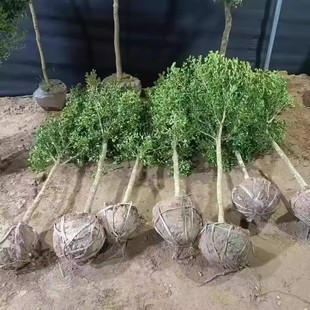 黄杨树苗独杆小叶瓜子黄杨苗盆栽庭院地栽造型盆景树桩素材绿化苗